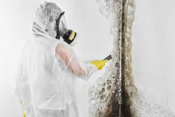 Best Attic Mold Removal  in Scottsdale, AZ